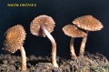 Inocybe cincinnata-amf1018-1